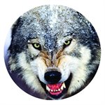 CAB74 - 1", Wolf Face - Style 2