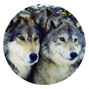 CAB76 - 1", Pair Of Wolves