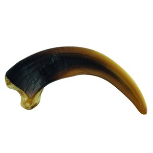 Grizzly Bear Claw Replica (4") Right Curve