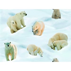 Many Polar Bears