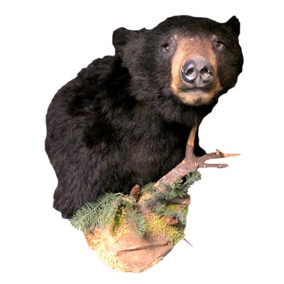 Black Bear - Half Mount