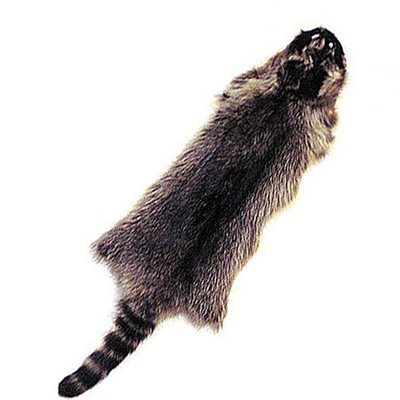Raccoon Fur