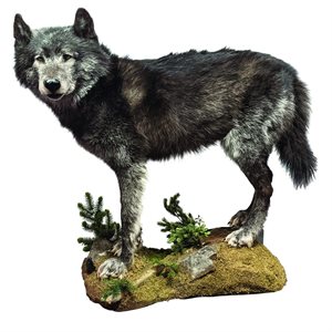 Taxidermy - Wolf Full Body Mount Black Premium