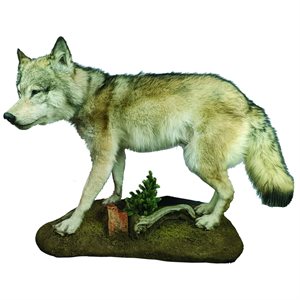 Taxidermy - Wolf Full Mount (Western Canadian)