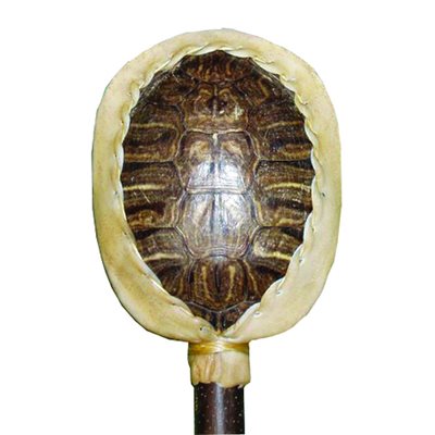 Turtle Shell Rattle Kit