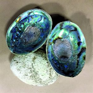Abalone Shell - Whole (4" - 6")