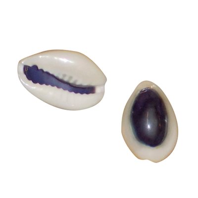 Purple Cowrie Shells
