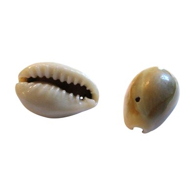 Ring Top Cowrie Shells