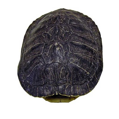 Turtle Shells (4" - 6")